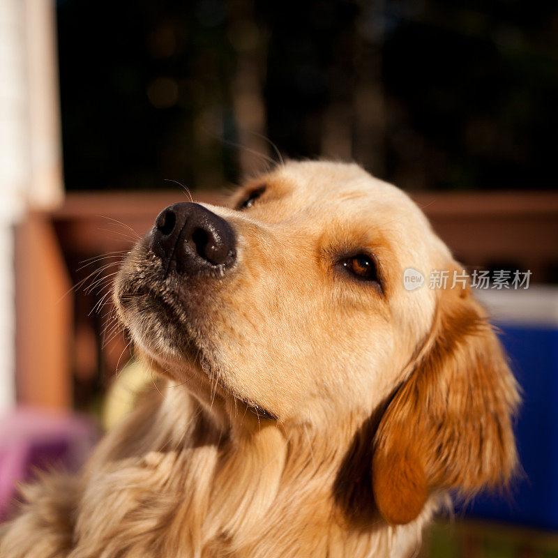 细心的金毛猎犬