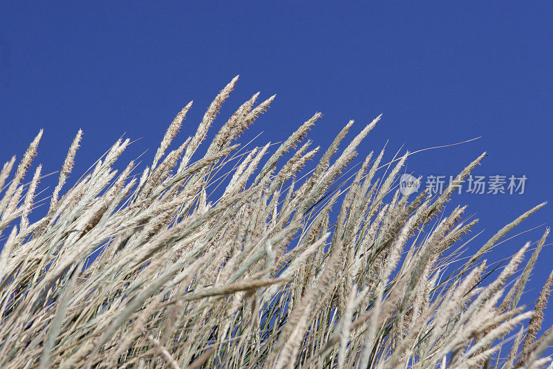 沙丘草映衬着蓝天