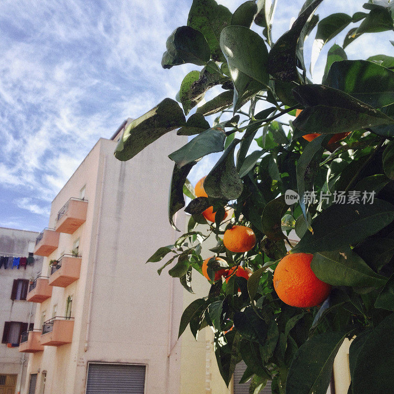 西西里岛的橙子——城市景象