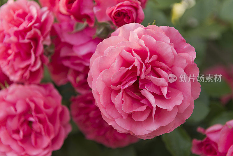 红玫瑰，rosa，在公园里