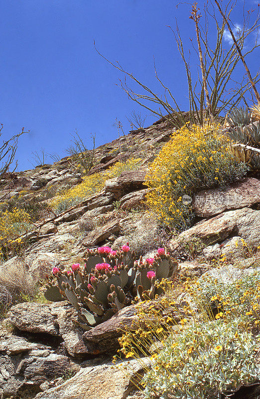 奥科提罗和多刺的梨仙人掌在山坡上的Anza-Borrego州立公园俯瞰沙漠温泉和棕榈泉加利福尼亚