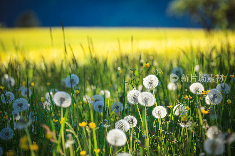 Alpen景观-绿色草地充满春天的鲜花-选择性焦点(不同的焦点检查其他图像在系列)