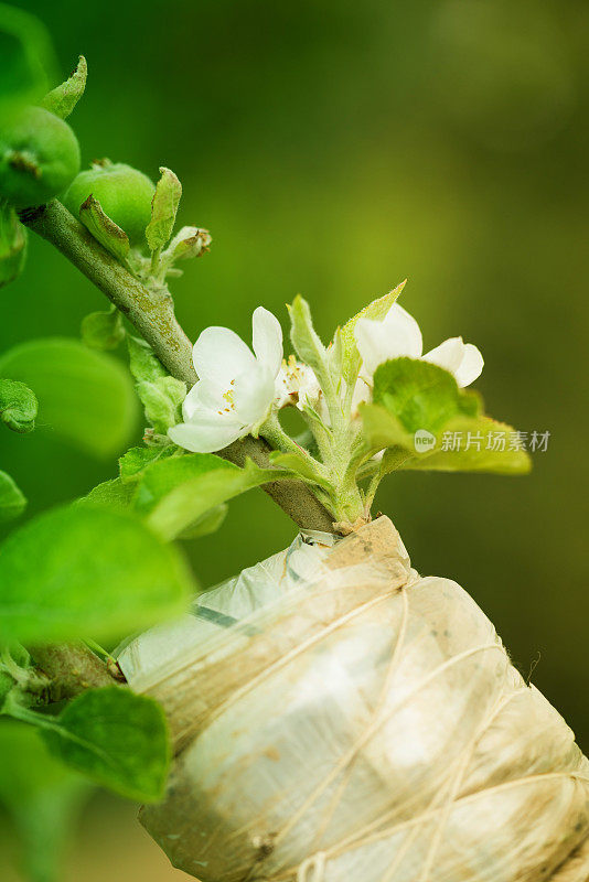 疗愈的苹果树