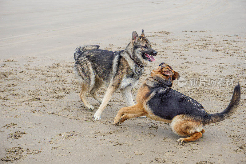 德国牧羊犬和野生杂交犬