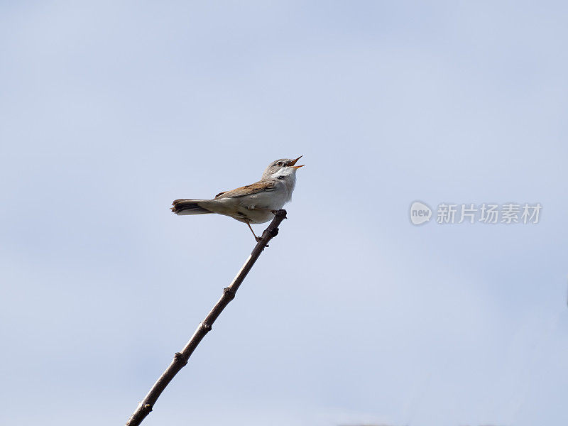 芦苇莺栖息在一根小树枝上