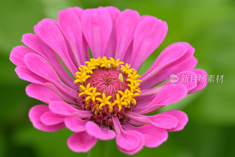 Zinnia在宏观