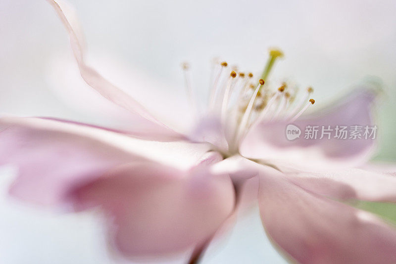 软粉色樱花