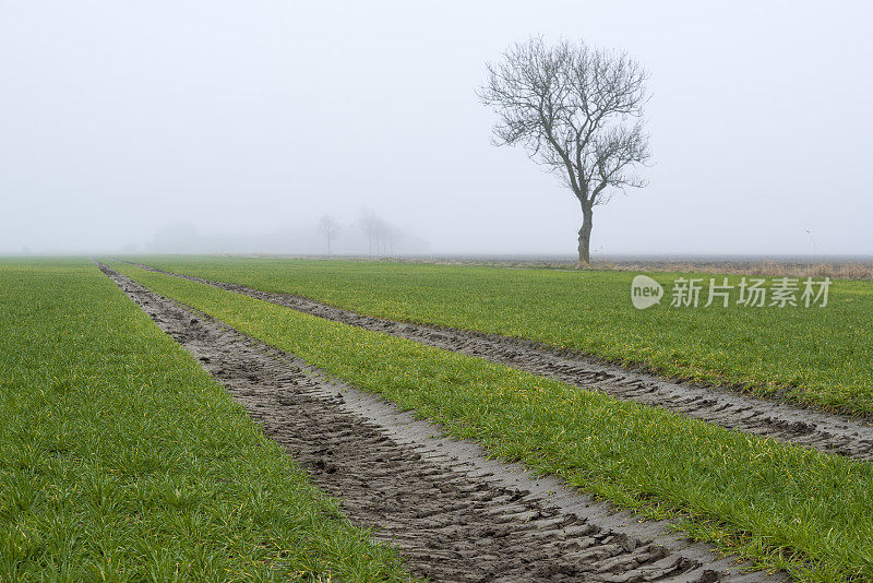 草地与土路和光秃秃的树在雾