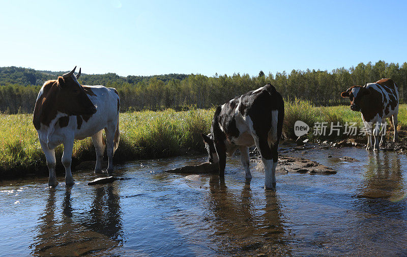 好奇的奶牛看着摄像机在河中疯狂行走