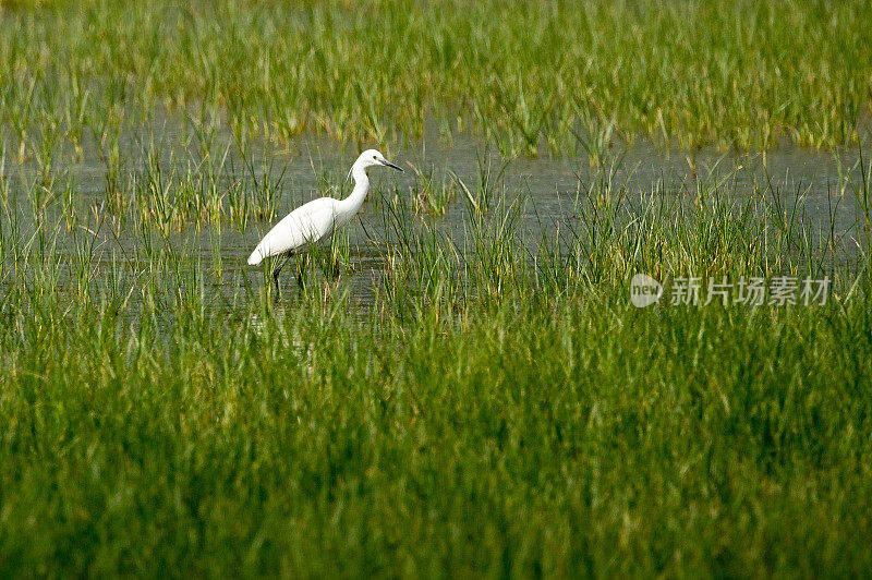 小白鹭，涉过沼泽