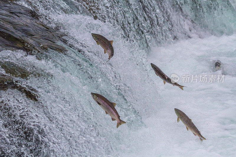 红鲑鱼跳瀑布