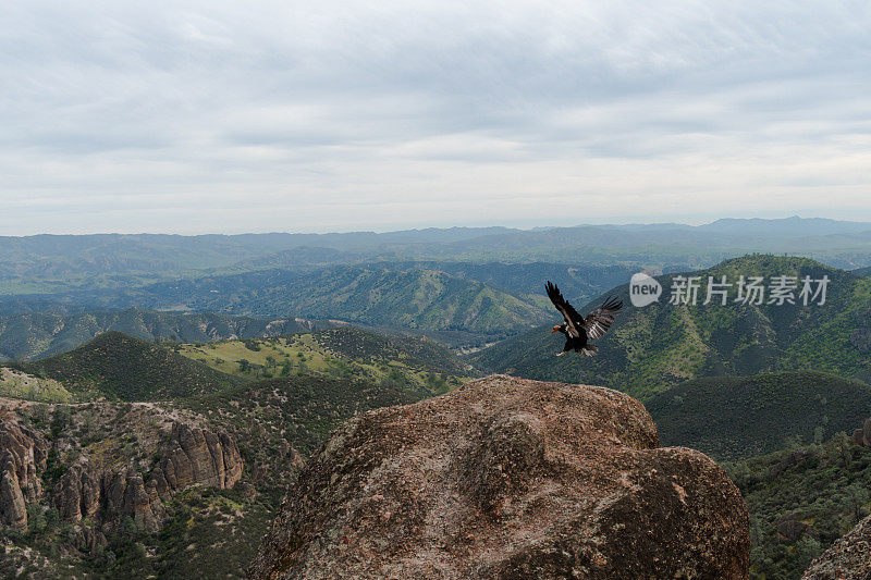 一只加利福尼亚秃鹰降落在Pinnacles国家公园的悬崖边上