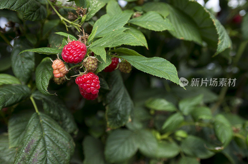 树莓在藤上成熟的特写