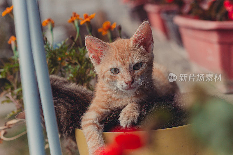 小猫躲在花园里的花后面