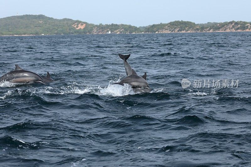 印度洋的斯里兰卡，海豚湾