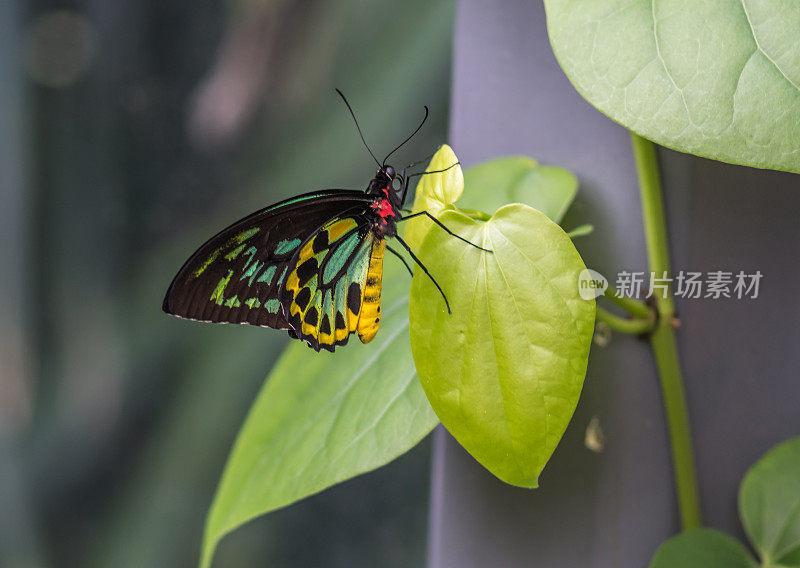 凯恩斯Birdwing蝴蝶