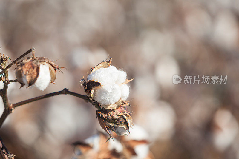 棉花田全框照片