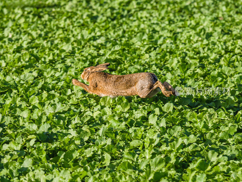 兔子跑