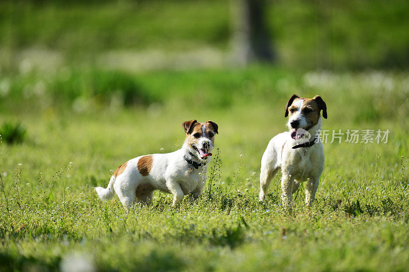 两只杰克罗素梗犬在公园里玩耍