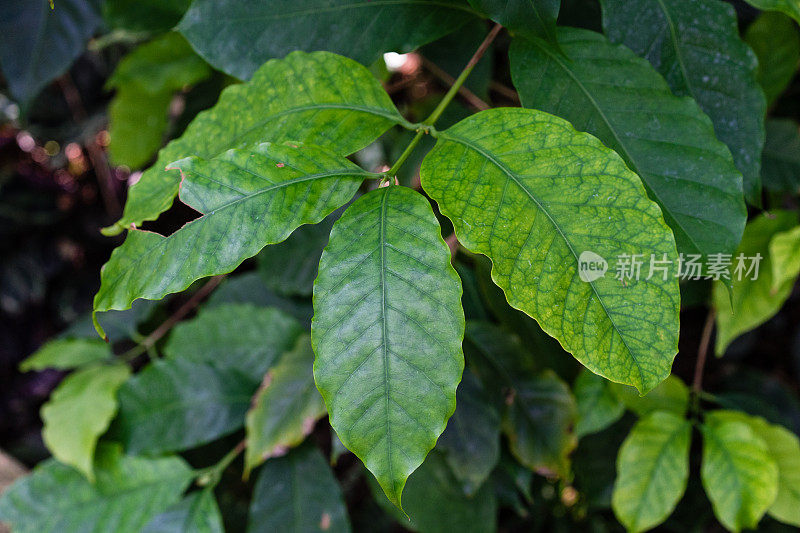 小粒咖啡科植物，绿叶