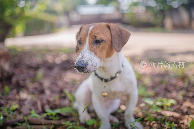 顽皮的杰克罗素梗狗在花园里玩耍