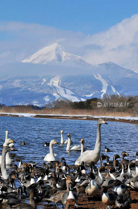 日本北部的冬季(稻川湖、万代山和候鸟)