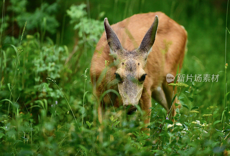 黑尾鹿