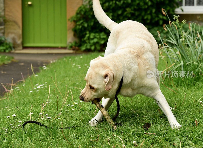 啃着一根棍子的拉布拉多寻回犬