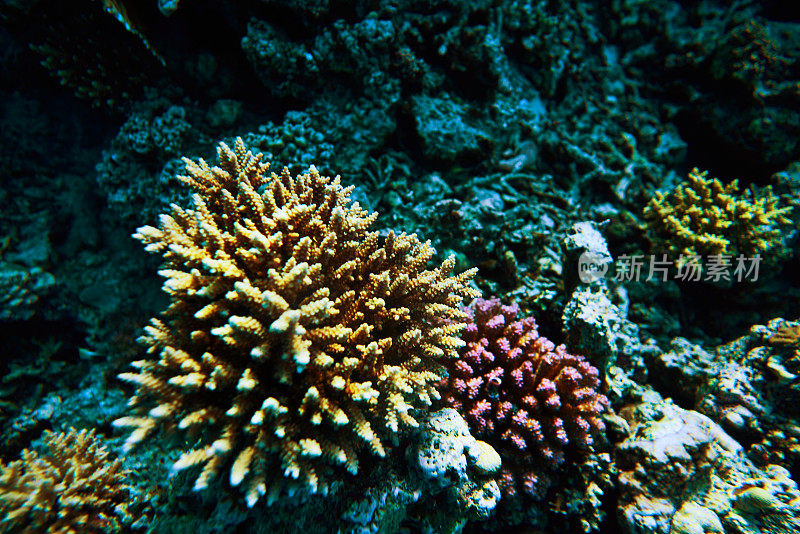 五彩缤纷的珊瑚水下