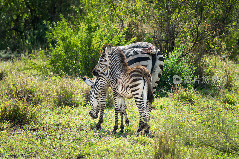 非洲坦桑尼亚的斑马宝宝和妈妈