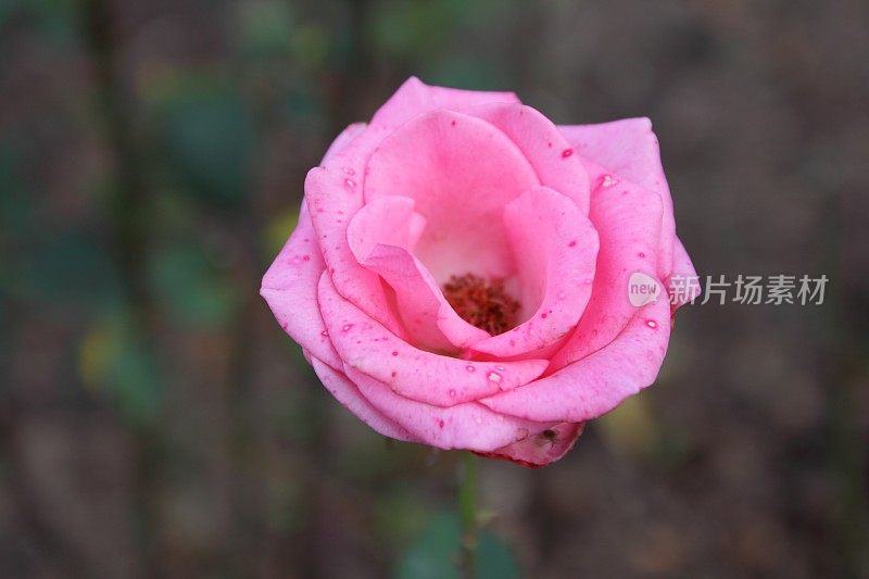 情人节，粉色玫瑰，3月8日，鲜花假日贺卡，自然背景，波普艺术风格的粉色花朵，极简主义