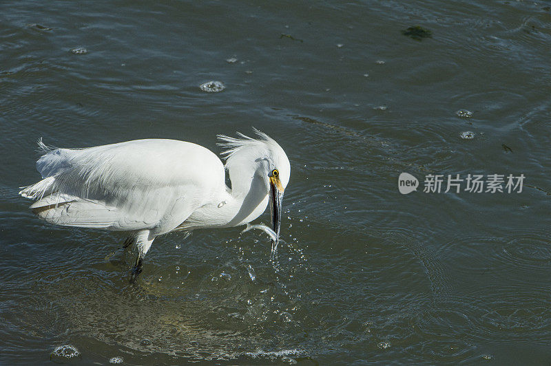 港水中大白鹭和小鱼