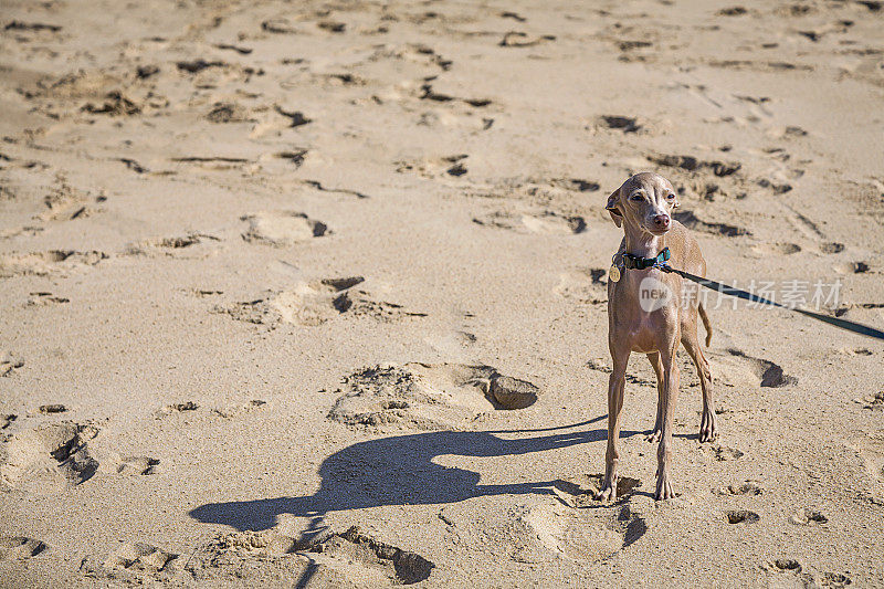海滩上的意大利灰狗