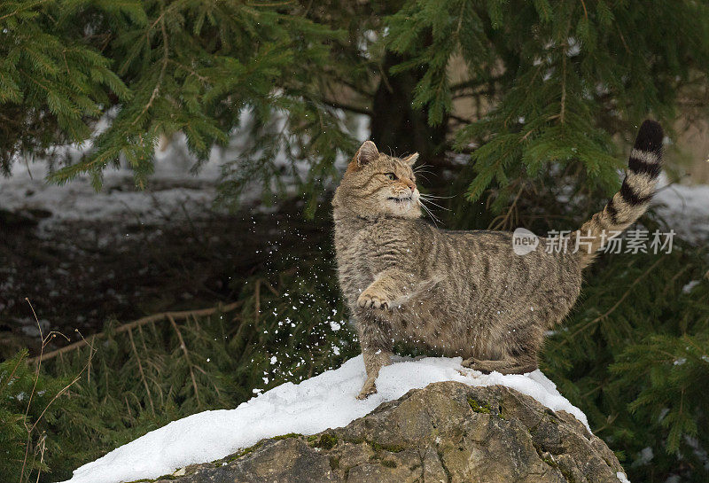欧洲冬季的野猫(欧洲野猫)