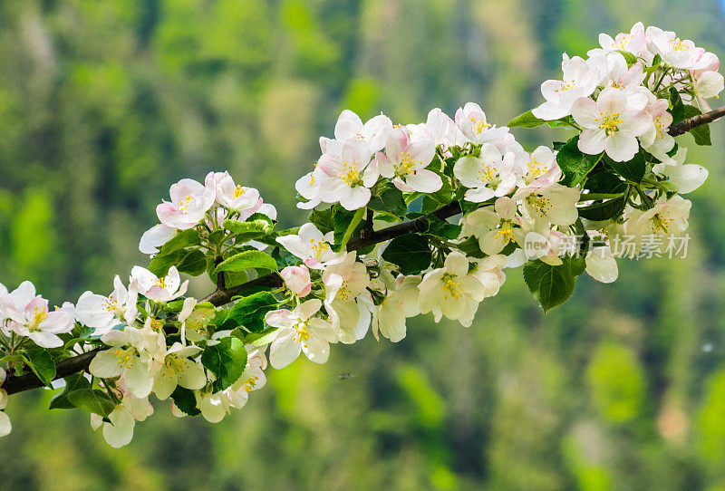 苹果花