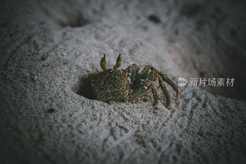 海洋中的螃蟹，马尔代夫