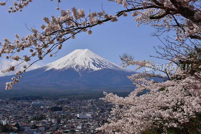 樱花盛开的富士山，取自富士吉田市