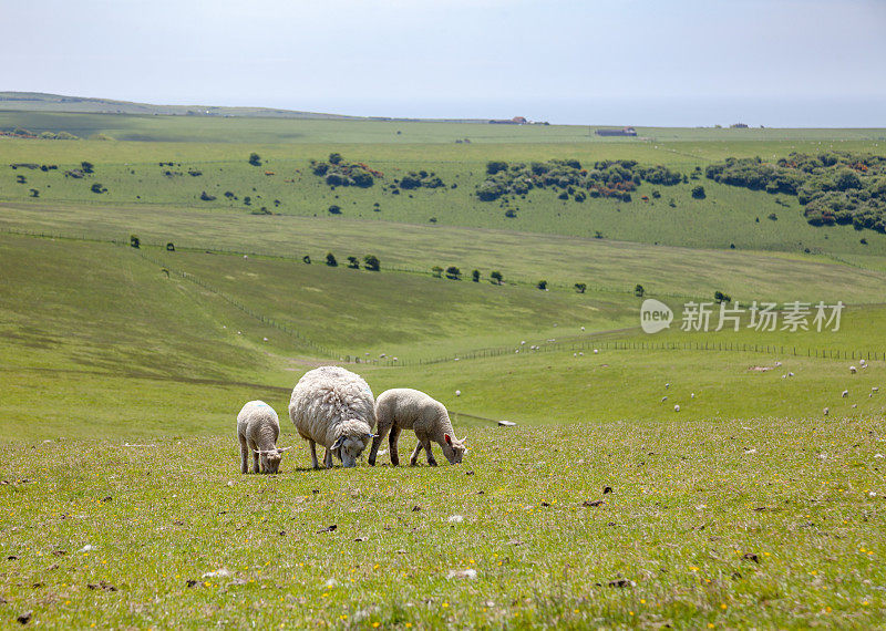 放牧绵羊的英国乡村景观