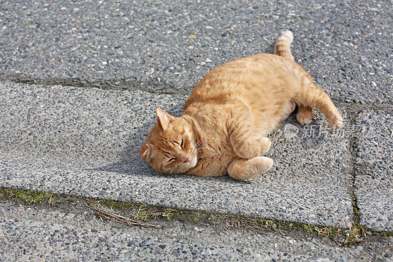女姜猫躺在街上