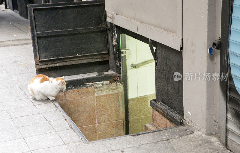 一只流浪猫正在土耳其伊斯坦布尔加拉塔附近的餐厅厨房里观察