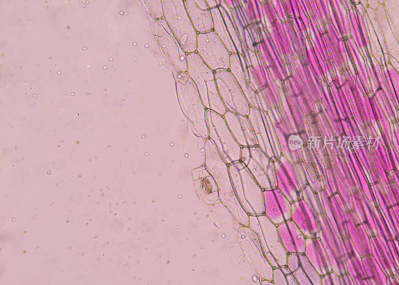 粉红色植物细胞的科学背景概念用显微镜找到。