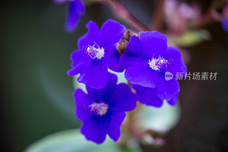 津巴布韦:紫色的花