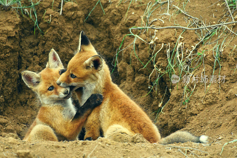 两只小狐狸在他的洞附近玩耍