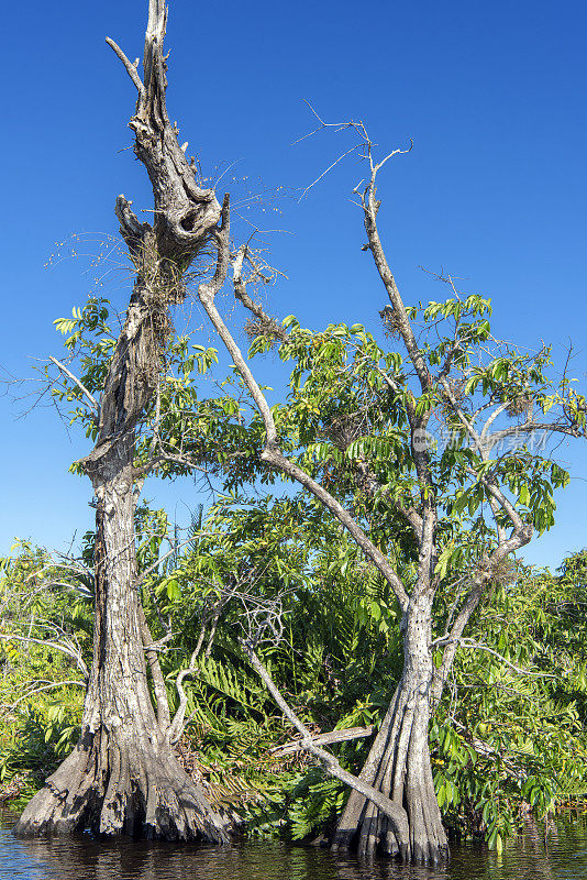 墨西哥圣布拉斯红树林中的Guanabana树