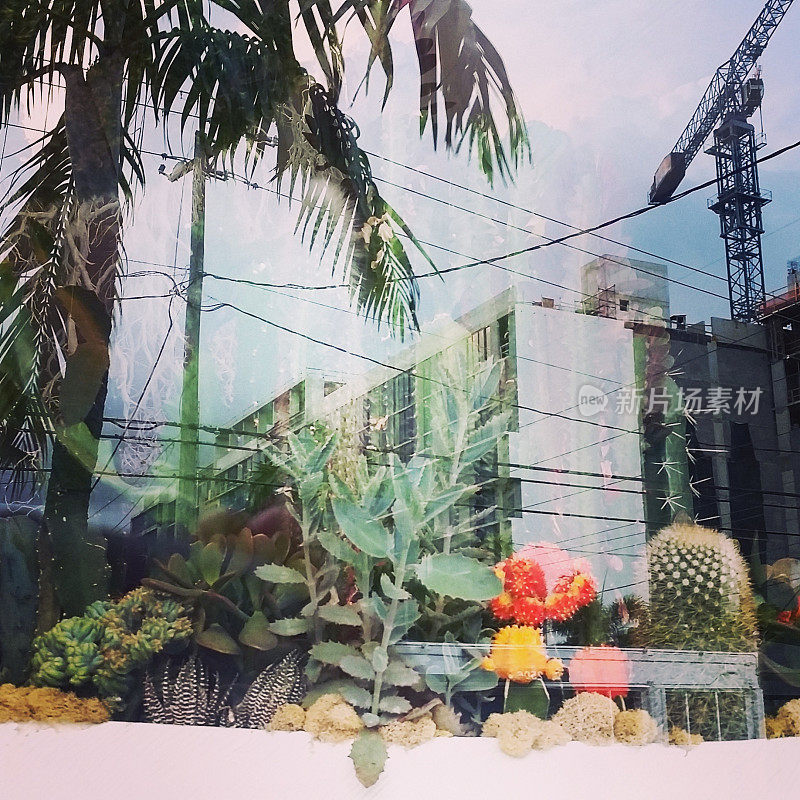 多肉植物在零售窗口显示反映建筑在建Wynwood迈阿密