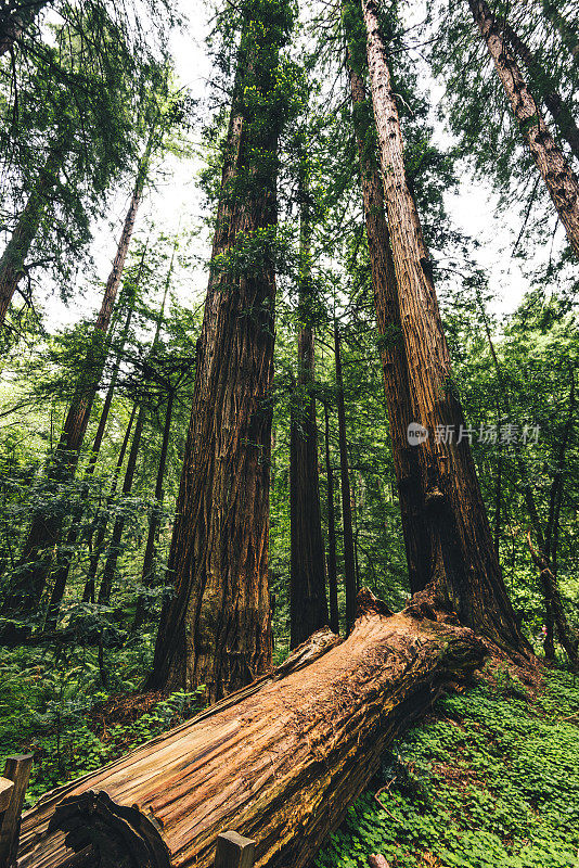 加州的红木州森林