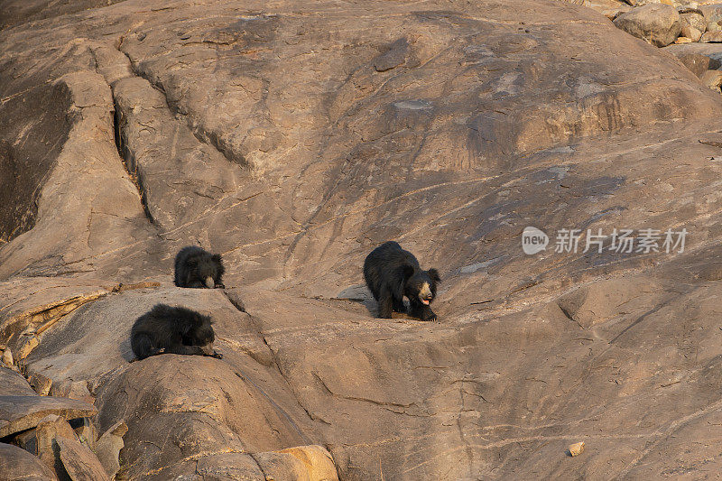 印度卡纳塔克邦的野生树懒熊家族