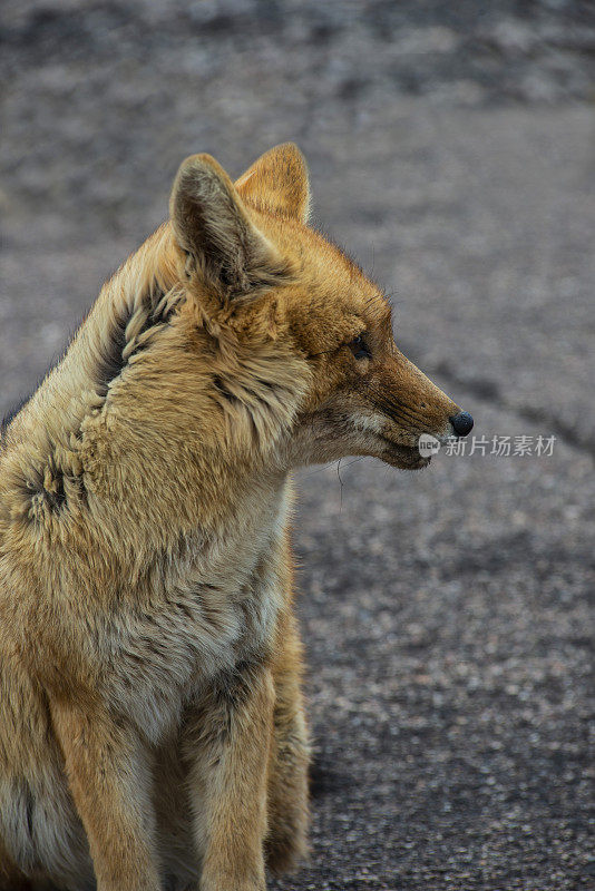 安第斯狐狸-野生动物