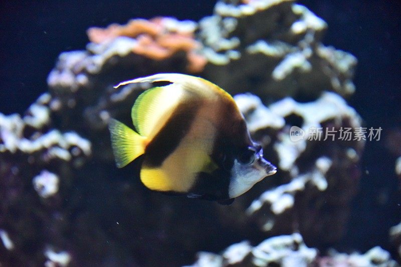 红海bannerfish