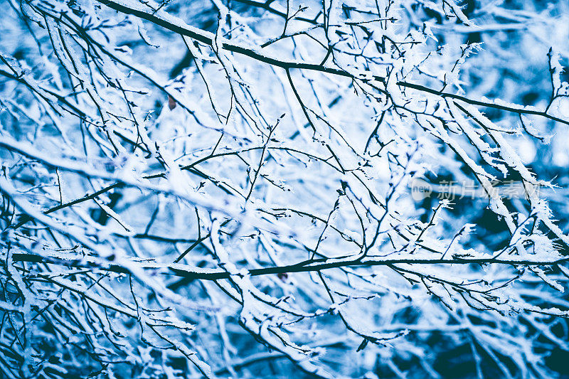 冬枝有雪